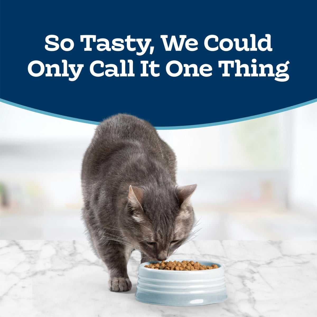 Chicken Sensitive Stomach Dry Cat Food, 3 lb X154158